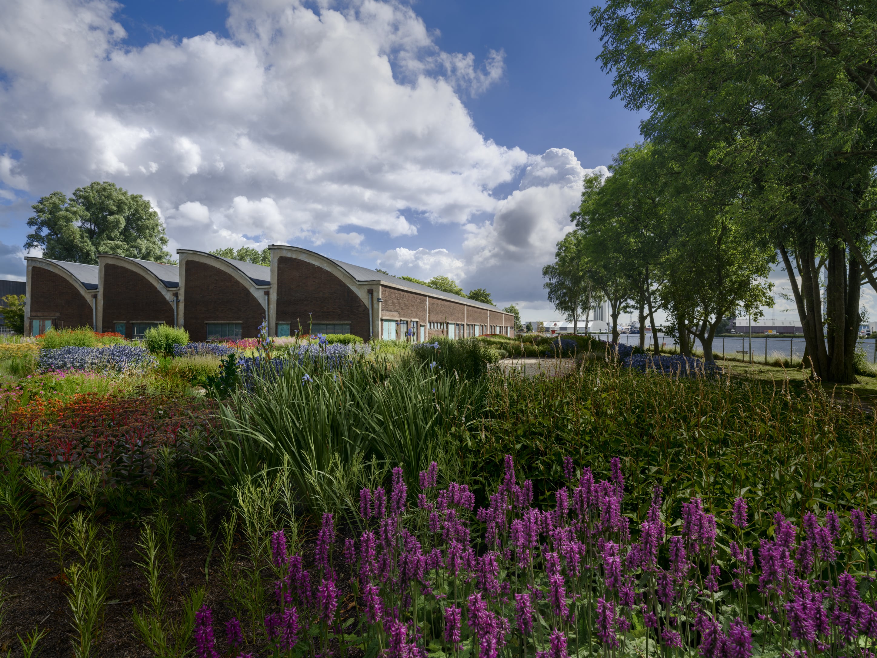 ZAMU Amsterdam garden design by Piet Oudolf: colorful wildflowers, perennials and grasses, naturalistic garden, industrial buildings, blue sky with clouds
